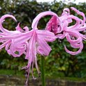 Nerine bowdenii fleur